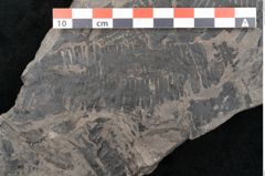 Foto (Detailansicht) von Pecopteris sp. (NHMW-GEO-2024-0188-10484)
